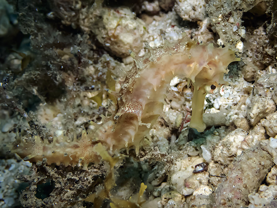 Hippocampus spA